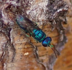 Trichrysis cyanea