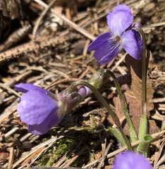 Viola collina