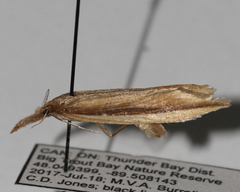 Donacaula albicostellus