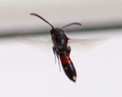 Sapyga quinquepunctata