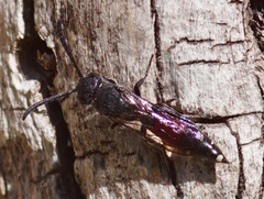 Sapyga quinquepunctata