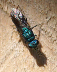 Trichrysis cyanea