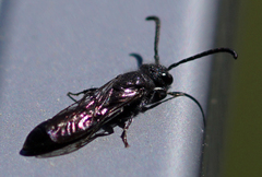 Sapyga quinquepunctata