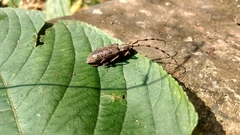 Pharsalia subgemmata