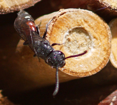 Sapyga quinquepunctata