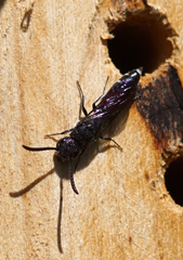 Sapyga quinquepunctata