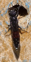 Sapyga quinquepunctata