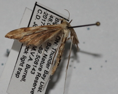 Gillmeria pallidactyla