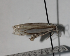 Crambus pascuella