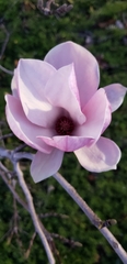 Magnoliopsida