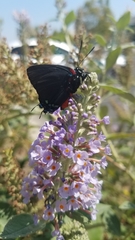 Atlides halesus