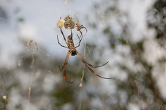 Trichonephila sexpunctata