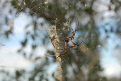 Trichonephila sexpunctata