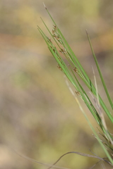 Rhynchospora brownii