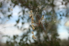 Trichonephila sexpunctata