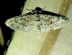 Eupithecia cocciferata