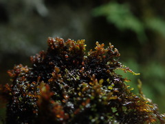Frullania californica