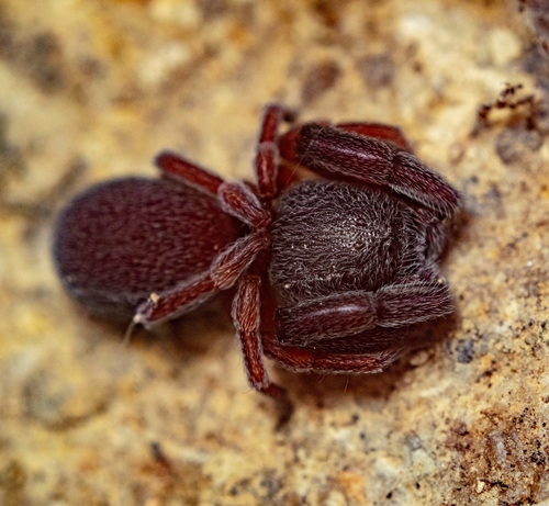 Common Palp-footed Spider