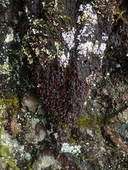 Frullania californica