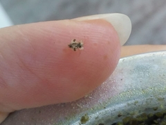 Tinginae