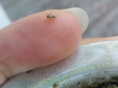 Tinginae