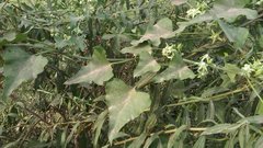 Araujia brachystephana