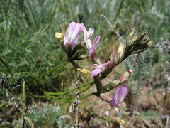 Astragalus corniculatus