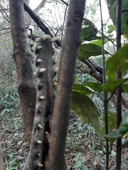 Mecistops leptorhynchus