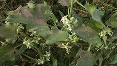 Araujia brachystephana