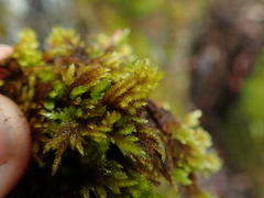 Homalothecium aeneum