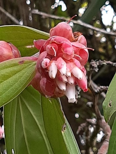 Cavendishia pubescens (Cavendishia pubescens)