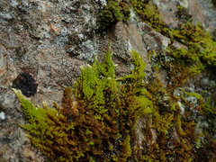 Homalothecium aeneum