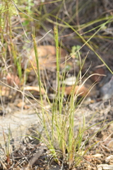 Rhynchospora brownii