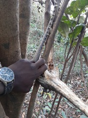 Mecistops leptorhynchus