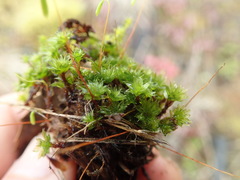 Bryum canariense