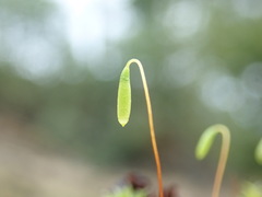 Bryum canariense