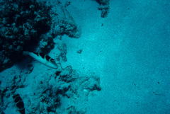 Canthigaster cyanospilota