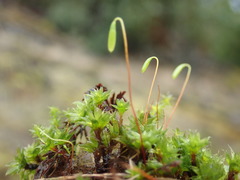 Bryum canariense