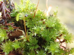Bryum canariense