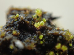 Bryum barnesii