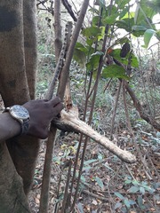 Mecistops leptorhynchus