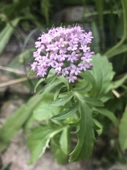 Centranthus calcitrapae