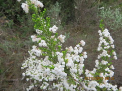Erica formosa