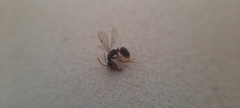 Anochetus