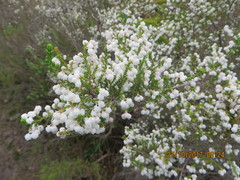 Erica formosa