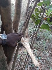 Mecistops leptorhynchus