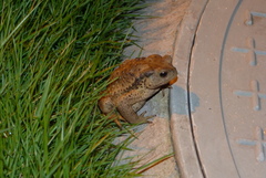 Bufo gargarizans