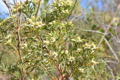 Leucadendron conicum