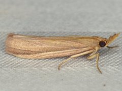 Peoria gematella