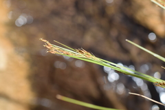 Rhynchospora brownii